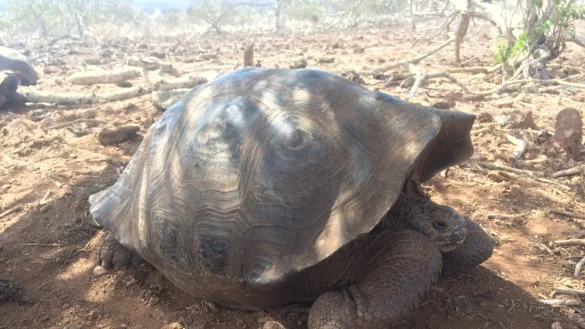 Neue Riesenschildkr&ouml;ten-Art - &copy; Foto: James Gibbs/Gal&aacute;pagos Conservancy/dpa