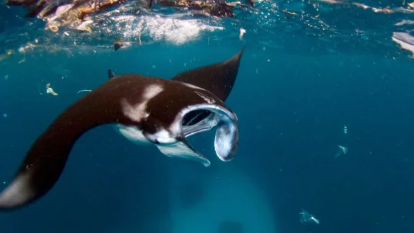 Mantarochen - &copy; Foto: Marine Megafauna Foundation/dpa