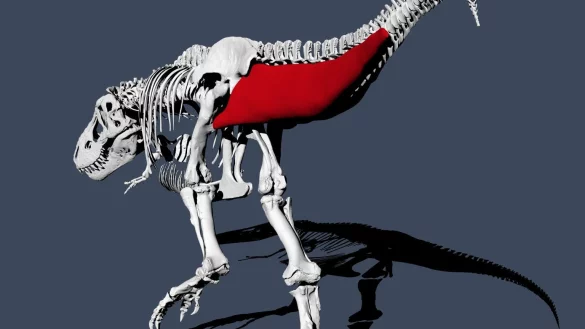 Tyrannosaurus rex ging etwas langsamer als ein Mensch - &copy; Foto: Pasha van Bijlert/dpa