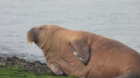 Walross auf Nordsee-Insel Baltrum - &copy; Foto: Karen Kammer/Nationalpark-Haus Baltrum/dpa