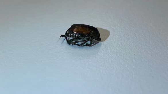 Japank&auml;fer - &copy; Foto: Stephan Ramin/Stadtg&auml;rtnerei Basel/dpa