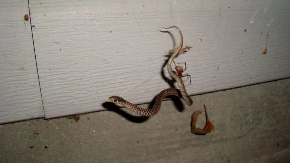 Spinnen fressen Schlangen - &copy; Foto: Julia Safer/Universit&auml;t Basel/dpa