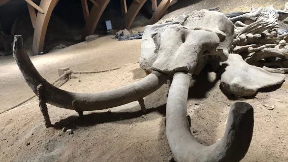 Mammutskelett - &copy; Foto: Boris Babic/dpa