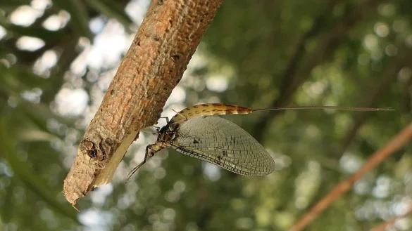 Insekt des Jahres - &copy; Foto: Wolfgang Kleinsteuber/Senckenberg/dpa