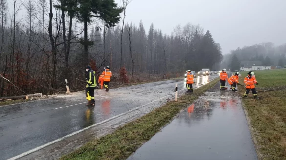 Umgest&uuml;rzte B&auml;ume haben die Feuerwehr besch&auml;ftigt. - &copy; Feuerwehr Horn-Bad Meinberg