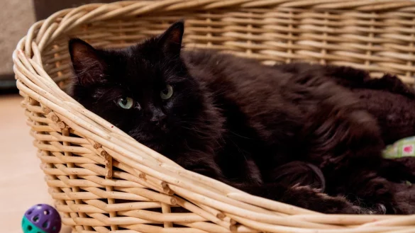 Niedlich und bestimmt kein Ungl&uuml;cksbote - &copy; Foto: Christin Klose/dpa-tmn