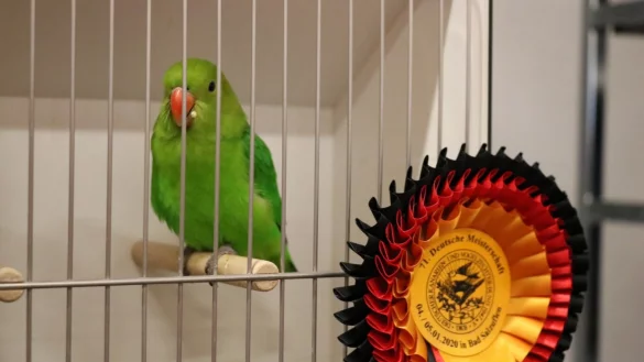 Einer der Gewinner: Der Deutsche Meister unter den wildfarbenen Unzertrennlichen. - © Alexandra Schaller