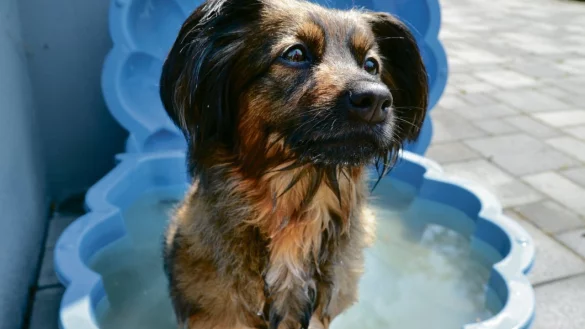 Erfrischend: Hundedame Emmi nimmt ein kleines Bad im Planschbecken. So l&auml;sst es sich einigerma&szlig;en aushalten. - &copy; Mareike Patock
