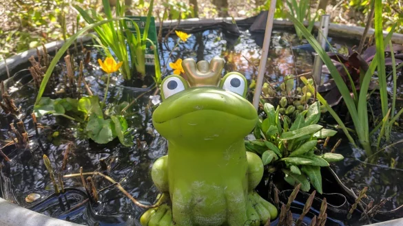 In der Erz&auml;hldeele in Kalletal sind M&auml;rchen an der Tagesordnung - inklusive Froschk&ouml;nig im Garten. - &copy; Mario Hecker