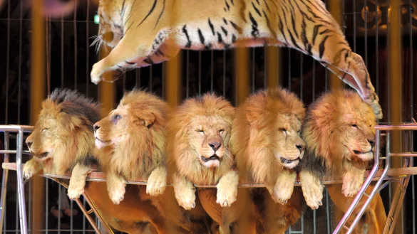 Kommunen d&uuml;rfen einem Zirkus nicht die Auff&uuml;hrung untersagen, nur weil auch Wildtiere gezeigt werden. - &copy; dpa