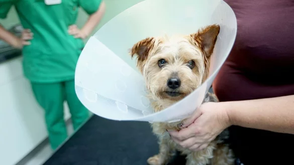 Wann sich eine OP-Versicherung f&uuml;r Hunde lohnt - &copy; Foto: Ina Fassbender/dpa-tmn