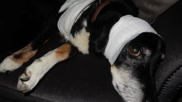 Da lockte das Leckerchen auf der anderen Zaunseite - und schon ist Benno ein Notfallpatient f&uuml;r den Tierarzt. Das kostet k&uuml;nftig fast 60 Euro extra. - &copy; Archivbild Astrid Sewing