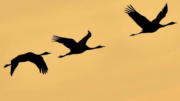 Kraniche - &copy; Foto: Patrick Pleul
