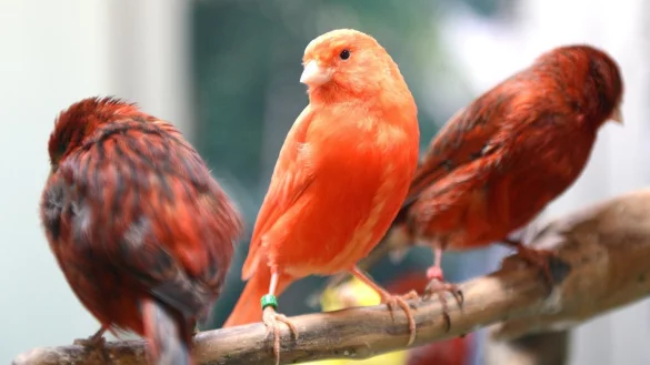 Kanarienv&ouml;gel - &copy; Foto: Caroline Seidel