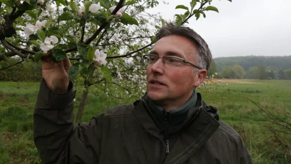 In voller Bl&uuml;te: Frank Meier am historischen Apfelbaum, den er erfolgreich vermehrt hat. - &copy; Friederike Schulz