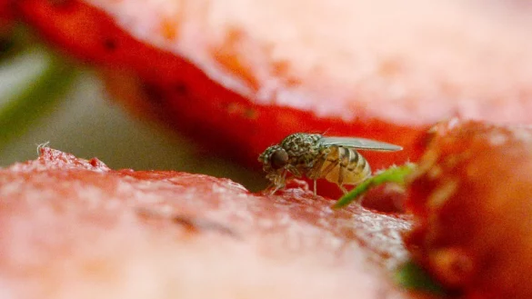 Fruchtfliege - &copy; Foto: Andrea Warnecke/dpa-tmn