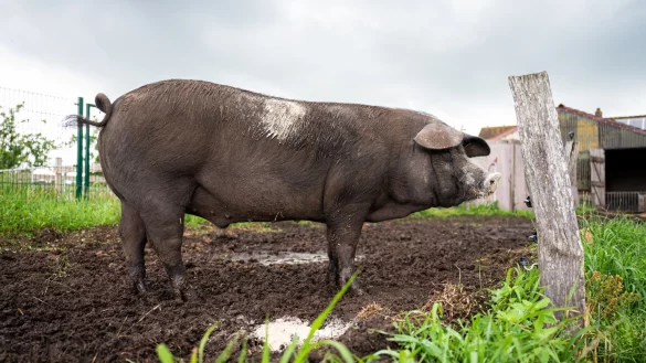 Sattelschwein Bobby - &copy; Foto: Mohssen Assanimoghaddam/dpa