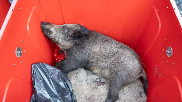 Schweinepest - &copy; Foto: Sebastian Kahnert/dpa-Zentralbild/dpa