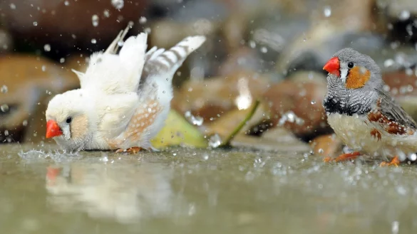 Finken in einem Vogelbad - &copy; Foto: picture alliance / dpa