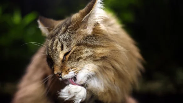 Katze - &copy; Foto: Ina Fassbender