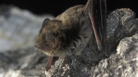 Rauhautfledermaus - &copy; Foto: Dietmar Nill/NABU/dpa-tmn