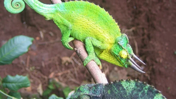 Dreihorncham&auml;leon auf Hawaii - &copy; Foto: Martin J. Whiting/EurekAlert/dpa