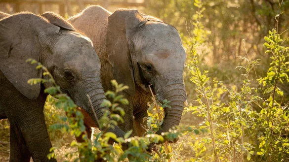 Elefanten-Waisen finden neue Heimat - &copy; Foto: Lesanne Dunlop/IFAW/dpa
