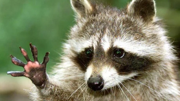 F&uuml;nf kleine Finger, die nur eines wollen: Beute machen. - &copy; Lenhard Klimek/dpa