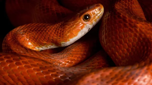 Kornnatter - &copy; Foto: Klaus-Dietmar Gabbert/dpa-tmn