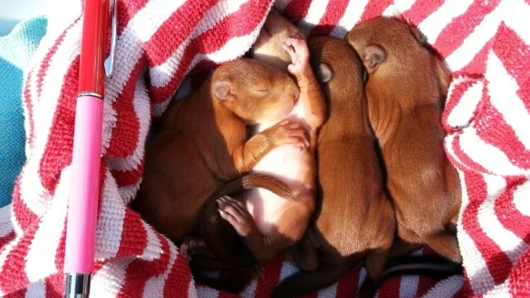 Eichhörnchen brauchen die Nähe ihrer Geschwister. - © Stefanie Belka