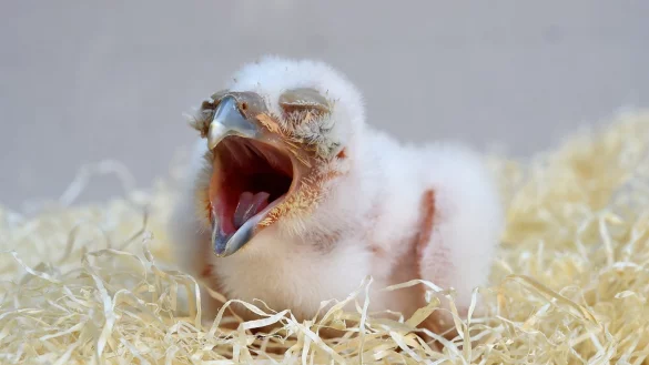 Jungvogel - &copy; Foto: Holger Hollemann