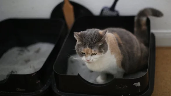 Katze auf Katzenklo - &copy; Foto: Ina Fassbender/dpa-tmn