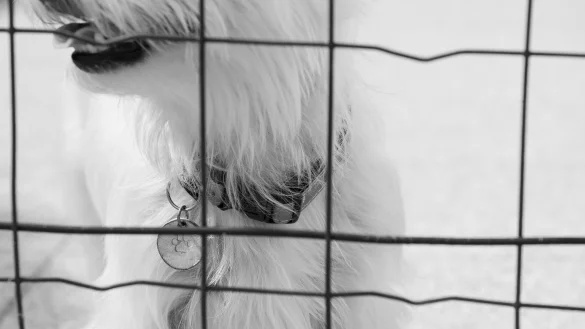 In einem Brakeler Ortsteil wurden zwei Dutzend Hunde durch das Kreisveterin&auml;ramt beschlagnahmt. - &copy; Symbolbild: Pixabay