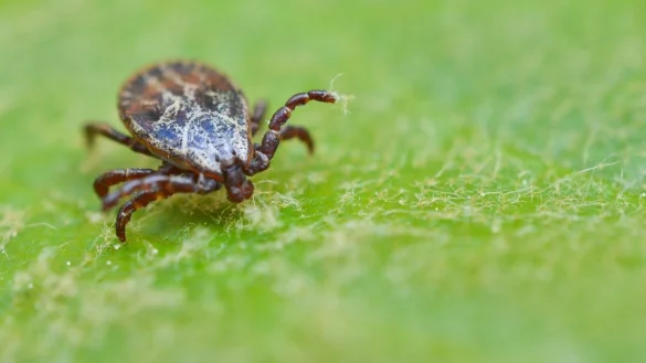 Zecke - &copy; Foto: Patrick Pleul/dpa-Zentralbild/dpa/Archivbild