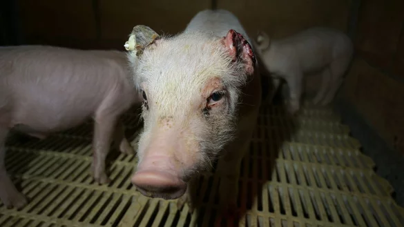 Tierrechtler dokumentierten grausame Zust&auml;nde in der Mastanlage in Rheda-Wiedenbr&uuml;ck, viele Tiere hatten blutige Verletzungen an Ohren und Schw&auml;nzen. Auch das Deutsche Tierschutzb&uuml;ro hat damals Strafanzeige erstattet.&nbsp; - &copy; Deutschen Tierschutzb&uuml;ro e.V.