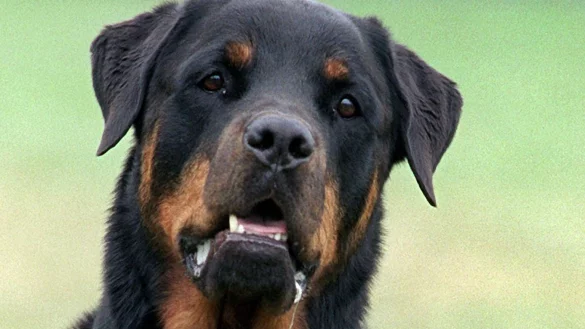 Rottweiler - &copy; Foto: Bernd Thissen/dpa
