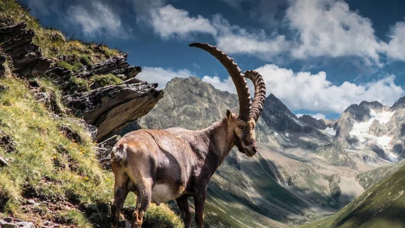 Steinbock im Pitztal - &copy; Foto: TVB Pitztal/dpa-tmn
