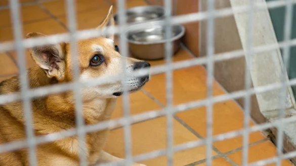 Hund im Tierheim - &copy; Foto: Inga Kjer/dpa-tmn