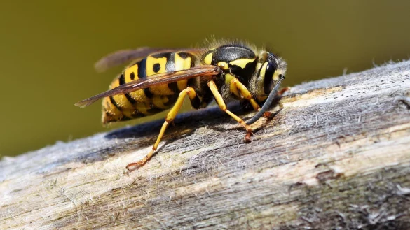 Wespen sind aktuell auf Nahrungssuche. - &copy; Symbolbild: Pixabay