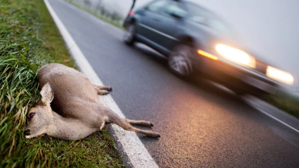 Wildunfall - &copy; Foto: Julian Stratenschulte/dpa