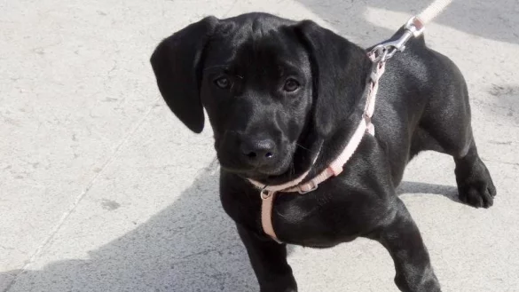 Labrador - &copy; Foto: Andrea Warnecke/dpa-tmn