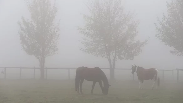 Pferde im Nebel - &copy; Foto: Karl-Josef Hildenbrand