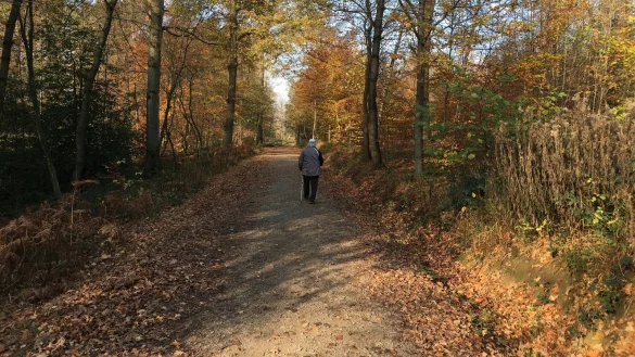 Herbstlaub und Sonne - das ist eine perfekte Kombination, sich an der frischen Luft zu bewegen. Aber auch bei grauem Himmel ist es wichtig, rauszugehen und Licht zu tanken. - &copy; Jana Beckmann