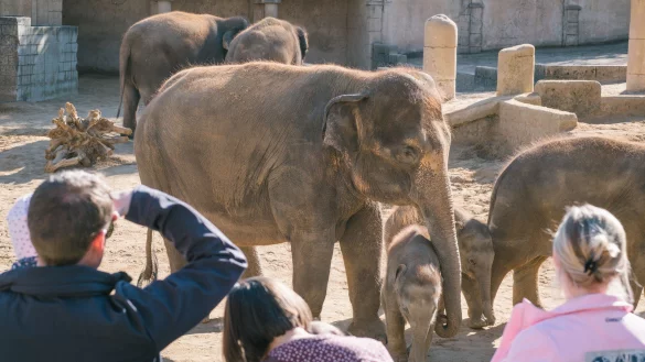Zoobesucher beobachten die spielenden Elefanten am 27.03.2017 im Zoo in Hannover (Niedersachsen). - &copy; dpa