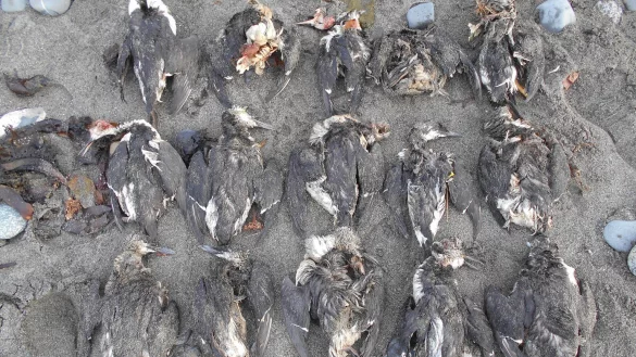 Massensterben von Seev&ouml;geln - &copy; Foto: COASST