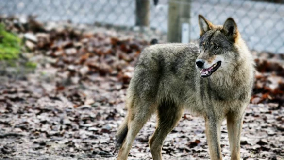 Nach der Operation ist Smilla nicht wieder aus der Narkose erwacht. - &copy; Sarah Jonek