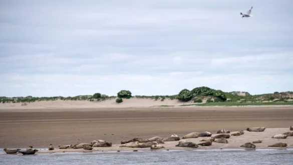 Wattenmeer - &copy; Foto: Sina Schuldt/dpa