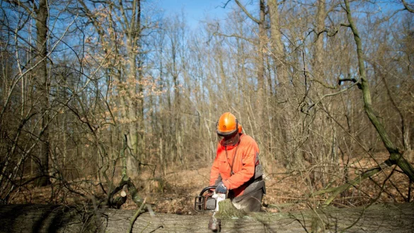 Akku-Kettens&auml;gen im Test - &copy; Foto: Klaus-Dietmar Gabbert/dpa