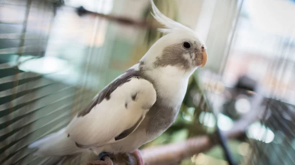 Im Vogelk&auml;fig - &copy; Foto: Frank Rumpenhorst