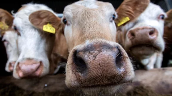 Bio-Fleisch - &copy; Foto: Jens B&uuml;ttner/dpa-Zentralbild/dpa
